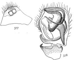 Common Spiders U.S. 377-78 Ceratinopsis interpres by James Henry Emerton (1847 – 1931). Used under a Public domain license.