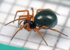 Entelecara acuminata by AJC1. Used under a CC BY-SA 2.0 license.