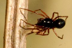 Erigone.atra.-.lindsey by James K. Lindsey. Used under a CC BY-SA 3.0 license.