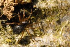 Erigone.atra2.-.lindsey by James K. Lindsey. Used under a CC BY-SA 3.0 license.