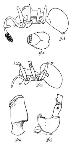 Common Spiders U.S. 361-5 Erigone dentigera by James Henry Emerton (1847 – 1931). Used under a Public domain license.