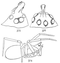 Common Spiders U.S. 374-6 Walckenaeria directa by James Henry Emerton (1847 – 1931). Used under a Public domain license.