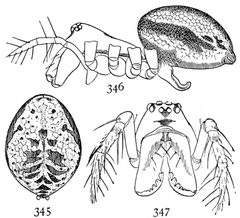 Common Spiders U.S. 345-7 Drapetisca alteranda by James Henry Emerton (1847 – 1931). Used under a Public domain license.