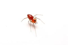 Florinda coccinea 406145763 by Matthew Lindsey. Used under a CC BY 4.0 license.