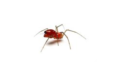 Florinda coccinea 406145790 by Matthew Lindsey. Used under a CC BY 4.0 license.