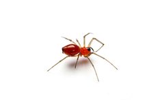 Florinda coccinea 406145791 by Matthew Lindsey. Used under a CC BY 4.0 license.