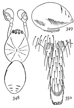 Common Spiders U.S. 348-0 Helophora insignis by James Henry Emerton (1847 – 1931). Used under a Public domain license.