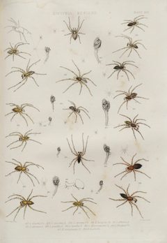 BlackwallSpidersPlateXVII by John Blackwall. Used under a Public domain license.