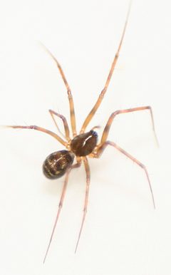 Lepthyphantes leprosus by Benedikt. Used under a CC BY-SA 2.0 license.