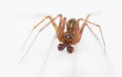 Lepthyphantes leprosus01 by Benedikt. Used under a CC BY-SA 2.0 license.