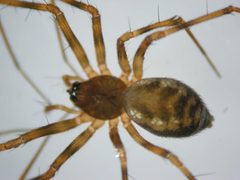 Lepthyphantes leprosus1 by Markku A. Huttunen. Used under a Copyrighted free use license.