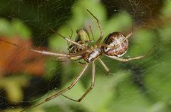 2012.10.20-17-Mannheim Vogelstang--Baldachinspinne-Linyphia Triangularis-Weibchen by Andreas Eichler. Used under a CC BY-SA 3.0 license.