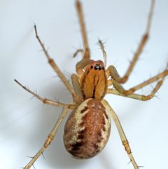 Linyphia triangularis by AJC1. Used under a CC BY-SA 2.0 license.