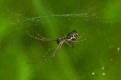 Linyphia triangularis female Bytom by Adrian Tync. Used under a CC BY-SA 4.0 license.