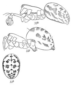 Common Spiders U.S. 336-8 Megalepthyphantes nebulosus by James Henry Emerton (1847 – 1931). Used under a Public domain license.
