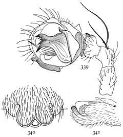 Common Spiders U.S. 339-1 Megalepthyphantes nebulosus by James Henry Emerton (1847 – 1931). Used under a Public domain license.