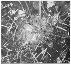 Common Spiders U.S. 325 Microlinyphia mandibulata by James Henry Emerton (1847 – 1931). Used under a Public domain license.