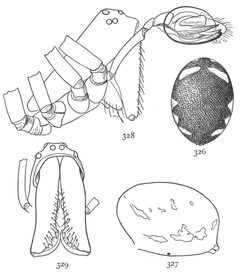 Common Spiders U.S. 326-9 Microlinyphia mandibulata by James Henry Emerton (1847 – 1931). Used under a Public domain license.
