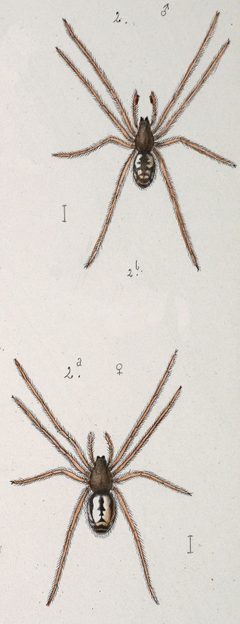 Microlinyphia mandibulata by Leon Becker. Used under a Public domain license.