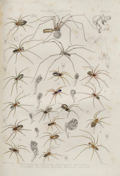 BlackwallSpidersPlateXV by John Blackwall. Used under a Public domain license.