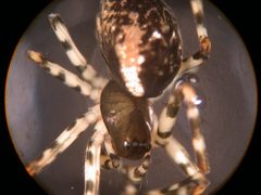 Neriene digna by lcspiderlab. Used under a CC BY 2.0 license.