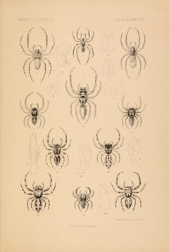 Fauna Hawaiiensis Arachnida Plate 18 by Eugène Simon (1848-1924). Used under a Public domain license.