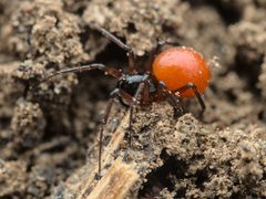 Ostearius melanopygius 344634404 by Ludivine Lamare. Used under a CC BY 4.0 license.