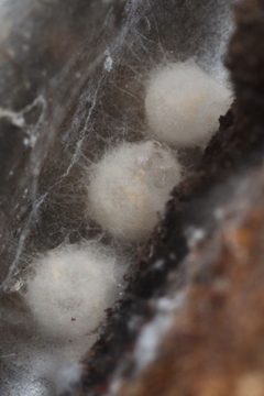 Ostearius melanopygius cocoons Bytom by Adrian Tync. Used under a CC BY-SA 4.0 license.