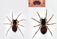 Ostearius melanopygius female by S.E. Thorpe. Used under a Public domain license.