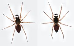 Ostearius melanopygius male by S.E. Thorpe. Used under a Public domain license.