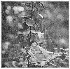 Common Spiders U.S. 332 Pityohyphantes costatus by James Henry Emerton (1847 – 1931). Used under a Public domain license.