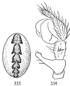 Common Spiders U.S. 333-4 Pityohyphantes costatus by James Henry Emerton (1847 – 1931). Used under a Public domain license.