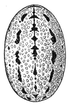 Common Spiders U.S. 335 Stemonyphantes blauveltae by James Henry Emerton (1847 – 1931). Used under a Public domain license.