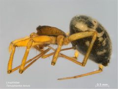 Tenuiphantes tenuis by Caroline Harding, MPI. Used under a CC BY 3.0 au license.