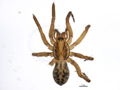 Agroeca pratensis 1 by CBG Photography Group, Centre for Biodiversity Genomics. Used under a CC0 license.