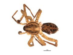 Agroeca pratensis 2 by Emily Robinson. Used under a CC BY 3.0 license.