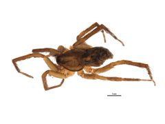 Agroeca pratensis 3 by Emily Robinson. Used under a CC0 license.