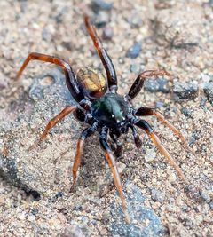 Allocosa funerea by WanderingMogwai. Used under a CC BY-SA 4.0 license.