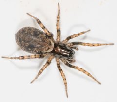 Allocosa subparva by Jesse Rorabaugh by Jesse Rorabaugh. Used under a CC0 license.