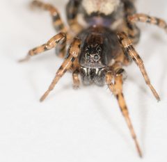 Allocosa subparva by Jesse Rorabaugh~1 by Jesse Rorabaugh. Used under a CC0 license.
