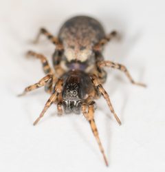 Allocosa subparva by Jesse Rorabaugh~2 by Jesse Rorabaugh. Used under a CC0 license.