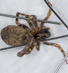 Allocosa subparva by Jesse Rorabaugh~3 by Jesse Rorabaugh. Used under a CC0 license.