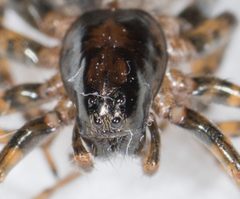 Allocosa subparva by Jesse Rorabaugh~4 by Jesse Rorabaugh. Used under a CC0 license.