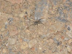 Arctosa littoralis by tigerhawkvok. Used under a CC BY-SA 4.0 license.