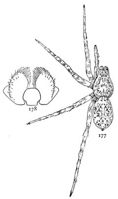 Common Spiders U.S. 177-8 by James Henry Emerton (1847 – 1931). Used under a Public domain license.