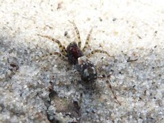 Arctosa perita by 



This image is created by user Frank van de Putte at Waarneming.nl, a source of nature observations in the Netherlands.
. Used under a CC BY 3.0 license.