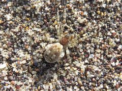 Arctosa perita1 by Africa Gómez. Used under a CC BY 2.0 license.