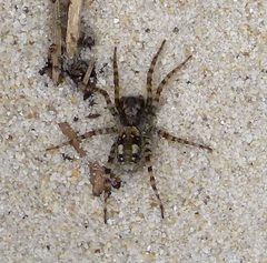 Lycosidae. Arctosa perita - Flickr - gailhampshire by gailhampshire from Cradley, Malvern, U.K. Used under a CC BY 2.0 license.