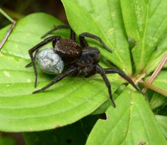 Arctosa raptor egg sac by Beatriz Moisset. Used under a CC BY-SA 4.0 license.