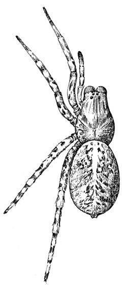 Common Spiders U.S. 171 by James Henry Emerton (1847 – 1931). Used under a Public domain license.